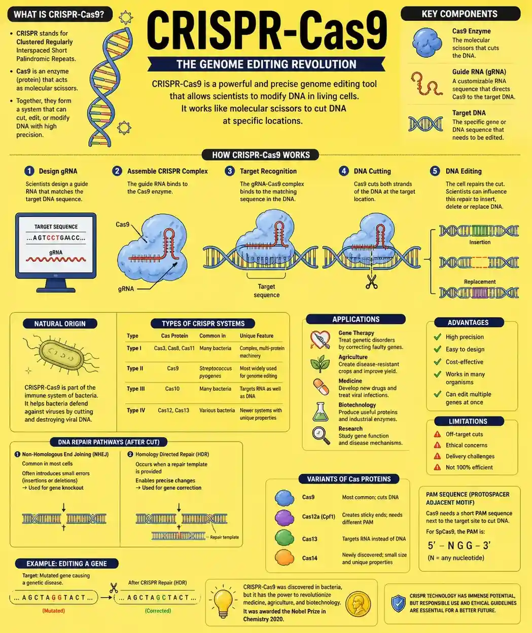 Illustration of CRISPR-Cas9 gene-editing system showing guide RNA directing Cas9 protein to cut DNA at a specific location.
