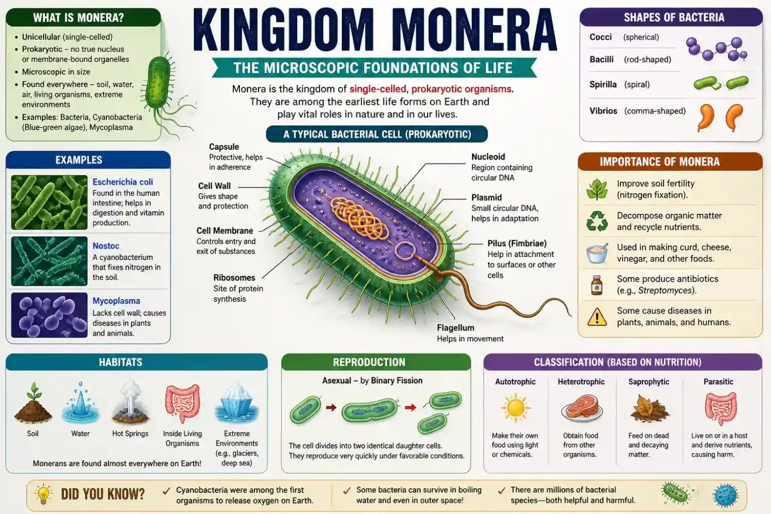 Colorful educational infographic of Kingdom Monera showing a labeled bacterial cell structure, different bacterial shapes, habitats, reproduction by binary fission, and ecological importance.