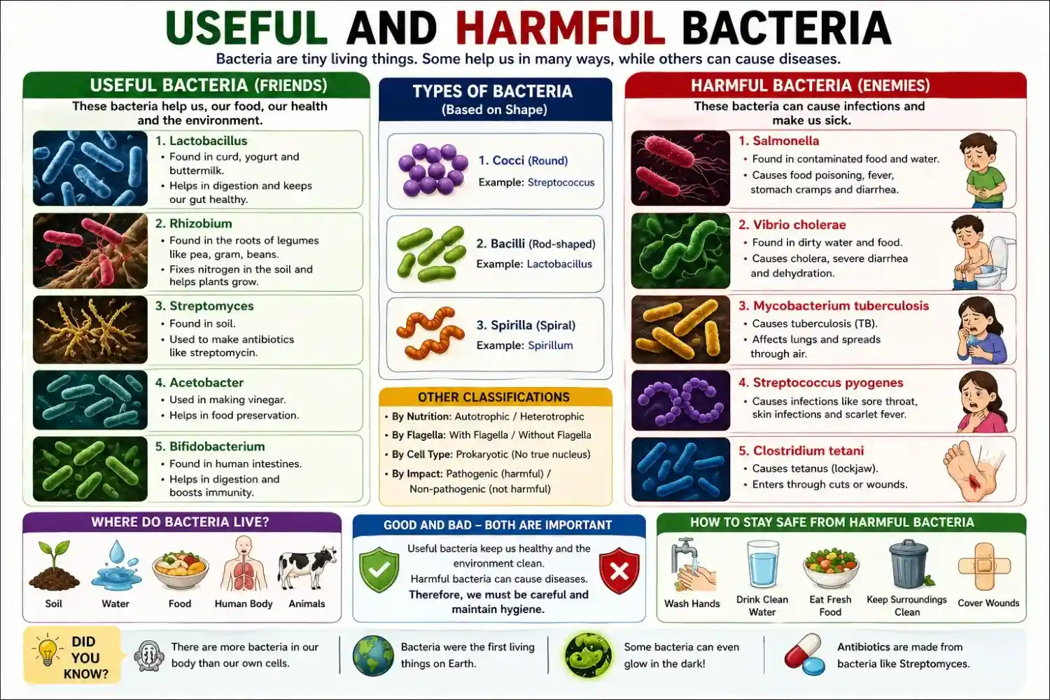 This colorful educational infographic explains the difference between useful and harmful bacteria in a simple and visual way. It shows helpful bacteria such as Lactobacillus and Rhizobium that support digestion and improve soil fertility. In contrast, it highlights harmful bacteria like Salmonella and Vibrio cholerae that cause diseases. Moreover, the image includes clear labels, types, and examples to help students understand the topic easily. As a result, it serves as an effective learning tool for beginners and young learners who want to grasp bacterial roles in daily life and health.